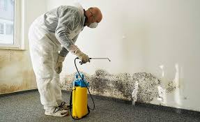 Why You Should Choose Our Mold Remediation Services in Fort Davis, TX