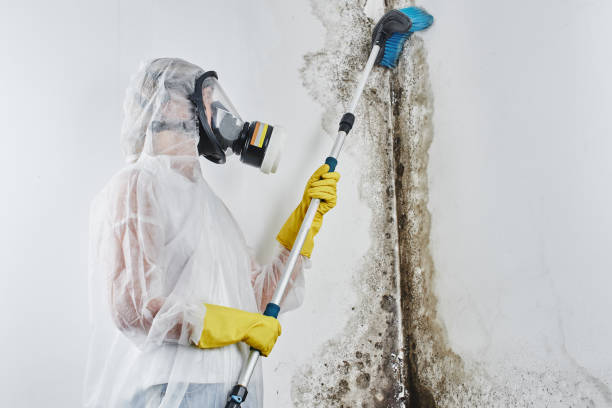 Best Residential Mold Inspection & Testing  in Fort Davis, TX